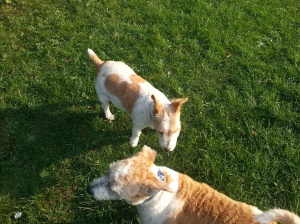 Maisy and Bertie